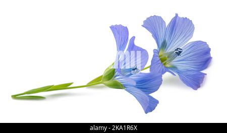Blue Flax Flowers isolated on white Stock Photo
