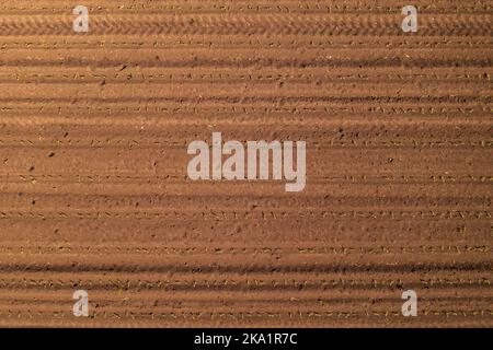 Top view of small corn sprouts in field with roe deer footprints in soil, cultivated landscape from above Stock Photo