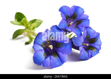 Gentian flowers ( Gentiana acaulis ) isolated on white Stock Photo