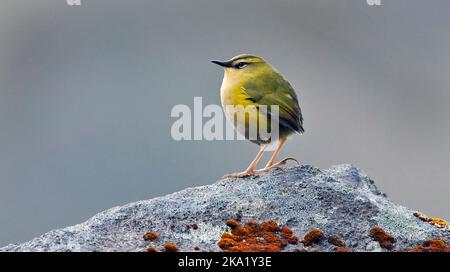 (221031) -- WELLINGTON, Oct. 31, 2022 (Xinhua) -- This undated file photo shows a small alpine rock wren in New Zealand. The endangered small alpine rock wren has won New Zealand's Bird of the Year 2022, the event organizer announced on Monday.The Bird of the Year competition is an annual competition held by New Zealand's independent conservation organization Forest and Bird, in a bid to raise people's awareness of New Zealand's natural birds. (Photo by David Hallett/Xinhua) Stock Photo