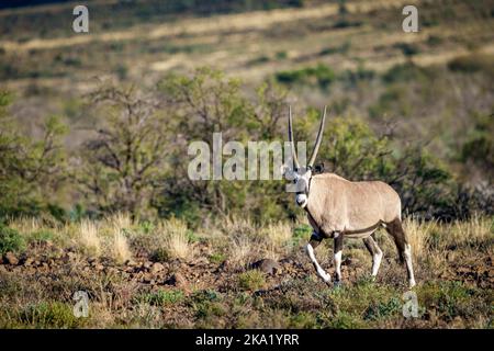Gemsbok or South African oryx (Oryx gazella). Karoo, Beaufort West, Western Cape, South Africa Stock Photo