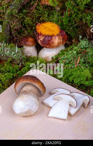 Porcini mushrooms on a cutting board and mushrooms growing in green moss, close-up Stock Photo