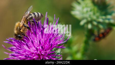 Close up of a bee collecting pollen on the purple thistle flower Stock Photo