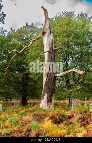 Gnarled dead tree trunk decaying in the forest. Stock Photo