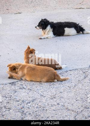 homeless stray dog lying in the street, sad abandoned dogs Lonely at urban road. Stock Photo