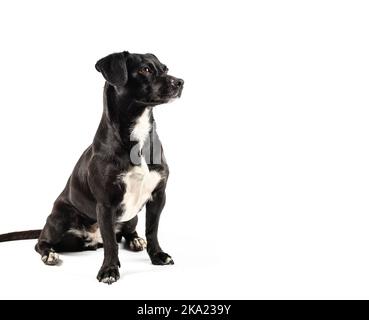 small black dog, mixed breed canine looking curious isolated white background Stock Photo