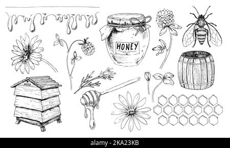 Honey vector set. Drawing of jar and Honeybee. Sketch of beehive and dripper spoon. Wild flowers chamomile and clover for production in vintage hand drawn style on white isolated background Stock Vector