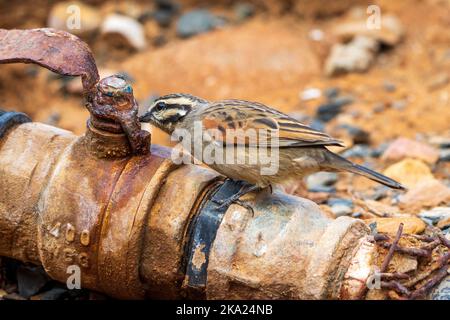 Cape bunting (Emberiza capensis) drinking from a leaky water pipe. Northern Cape. South Africa. Stock Photo