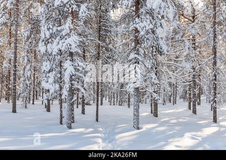Beautiful winter forest, fir trees covered with snow. Ounasvaara, Rovaniemi, Finland Stock Photo