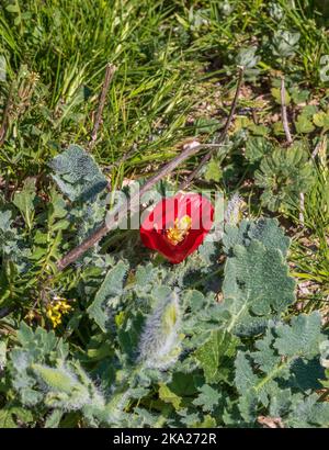 Glaucium corniculatum, Red Horned poppy with copy space and a Natural background in portrait mode Stock Photo