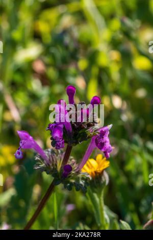 Lamium amplexicaule, Henbit Deadnettle Flower Stock Photo