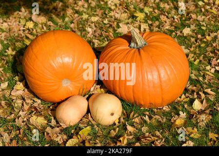 Orange pumpkins (Cucurbita pepo) and butternut squashes (Cucurbita moschata) sitting on the grass among Autumn leaves Stock Photo