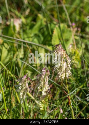 Lamarckia aurea, Golden top Grass with copy space and a Natural background in portrait mode Stock Photo