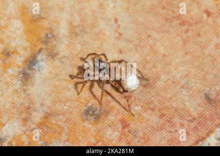 Arctosa perita, Sand Bear Wolf Spider with Egg sac Stock Photo