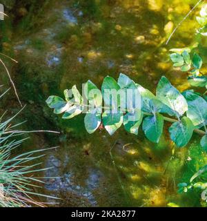 Apium nodiflorum, Fool's Watercress Stock Photo