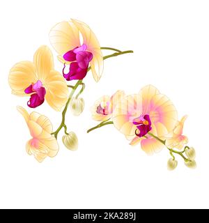 Branches orchids yellow flowers  tropical plant Phalaenopsis  on a white background  set two vintage vector botanical illustration for design hand dra Stock Vector