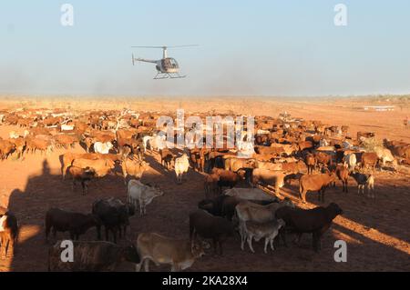 Aerial cattle mustering with a Robinson R22, in the outback of Australia Stock Photo