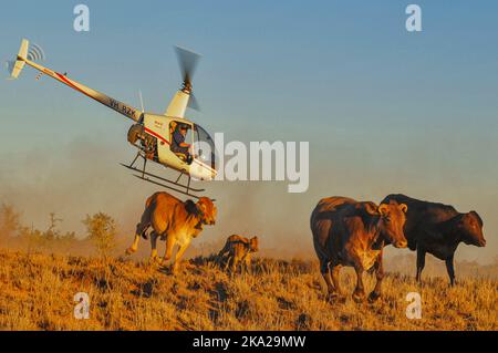 Aerial cattle mustering with a Robinson R22, in the outback of Australia Stock Photo