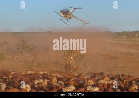 Aerial cattle mustering with a Robinson R22, in the outback of Australia Stock Photo