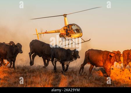 Aerial cattle mustering with a Robinson R22, in the outback of Australia Stock Photo