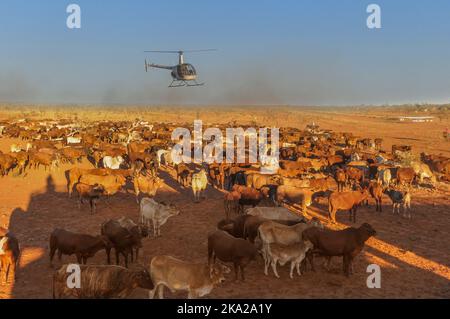 Aerial cattle mustering with a Robinson R22, in the outback of Australia Stock Photo