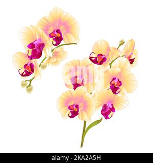 Branches orchids yellow flowers  tropical plant Phalaenopsis  on a white background Stock Vector