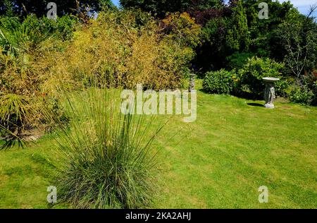 Stipa Gigantea in a sunny English garden - John Gollop Stock Photo