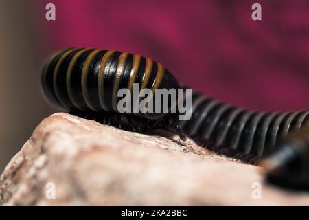 A closeup shot of Anadenobolus monilicornis Stock Photo