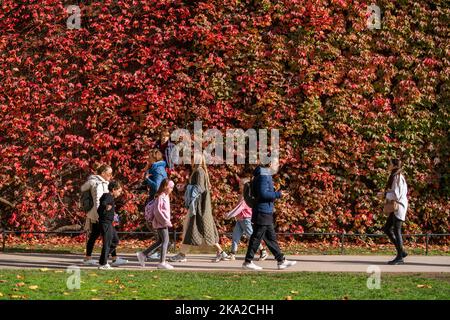 London UK. 31 October 2022.  People pass the Virginia Creeper (Parthenocissus Quinquefolia) on the wall of The Admiralty Citadel which has started to acquire its autumn colours on  sunny halloween day with unseasonal warm weather as temperatures reach 20celsius .Credit: amer ghazzal/Alamy Live News Stock Photo
