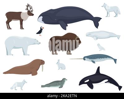 Set of arctic animals. Vector illustration set of different colored polar arctic animals isolated on white. Side view, flat design. Stock Vector