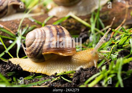 Helix pomatia large grape snail leisurely crawls on the grass in the forest. Stock Photo