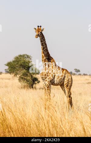 Single giraffe looking in Kruger Park savanna Stock Photo