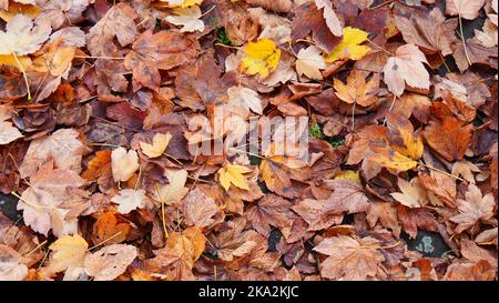 Autumn in the forest. Fallen yellow leaves on the earth. Warming photo with autumn mood. Stock Photo