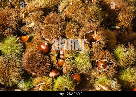 Top view of chestnuts with hedgehog Stock Photo