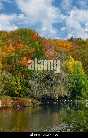 Fairlands Valley Park Stevenage in Autumn Stock Photo