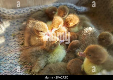 Crowd of newborn ducklings in box, top view. A local market sells baby small newborn chickens and broilers in a carton box. Concept for a farm company Stock Photo