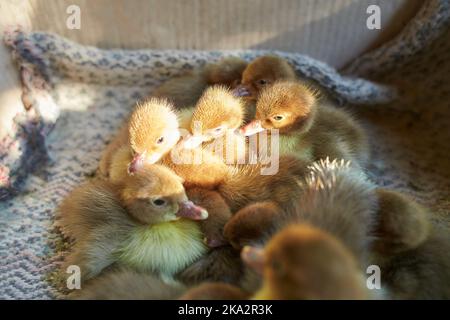 Crowd of newborn ducklings in box, top view. A local market sells baby small newborn chickens and broilers in a carton box. Concept for a farm company Stock Photo