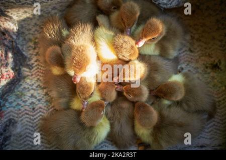 Crowd of newborn ducklings in box, top view. A local market sells baby small newborn chickens and broilers in a carton box. Concept for a farm company Stock Photo