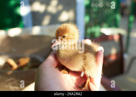 Crowd of newborn ducklings in box, top view. A local market sells baby small newborn chickens and broilers in a carton box. Concept for a farm company Stock Photo