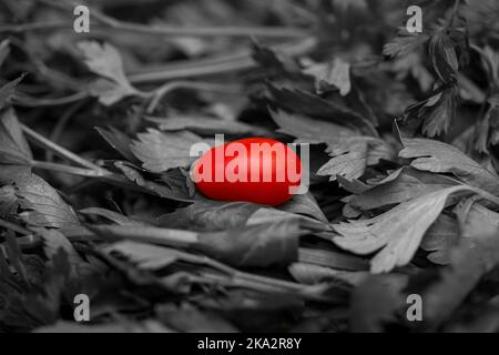 close up view of a single red cherry tomato Stock Photo