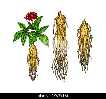 Set of hand drawn wild ginseng root with leaves and berries isolated on white background. Botanical vector illustration in sketch style for packaging, Stock Vector