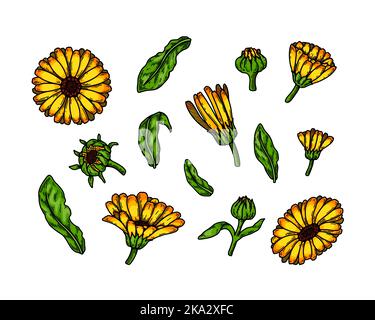 Set of hand drawn calendula flowering plants isolated on white background. Vector illustration in colored sketch style. Botanical design element Stock Vector