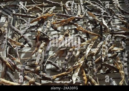 District Nurse climbing French Bean. Heritage Seed Library variety. Left to fully dry in sunny shed before beans removed from pods and stored in jars. Stock Photo