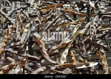 District Nurse climbing French Bean. Heritage Seed Library variety. Left to fully dry in sunny shed before beans removed from pods and stored in jars. Stock Photo