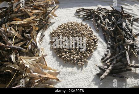 District Nurse Heritage Seed Library climbing French Bean. Picked 23rd of September when pods starting to dry and plants starting to die back, before Stock Photo