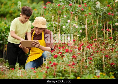 Father and son using application on tablet computer when reading how to take care about roses Stock Photo