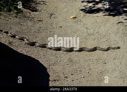 Rattlesnake on the Pacific Crest Trail,  Warner Springs, California,  USA Stock Photo