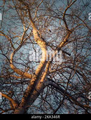 A vertical low angle shot of a leafless tree with a single bird perched on the branch Stock Photo