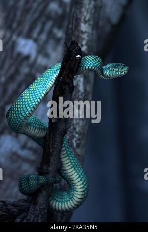A vertical shot of a golden tree snake on the tree Stock Photo