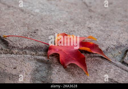 Red maple leaf on a concrete tiled background Stock Photo